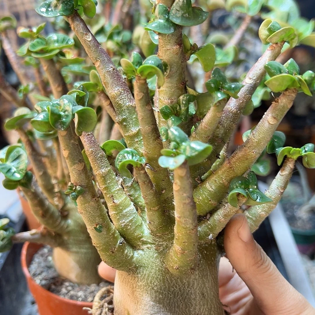 紫皮哥斯啦莎漠玫瑰5公分肚子