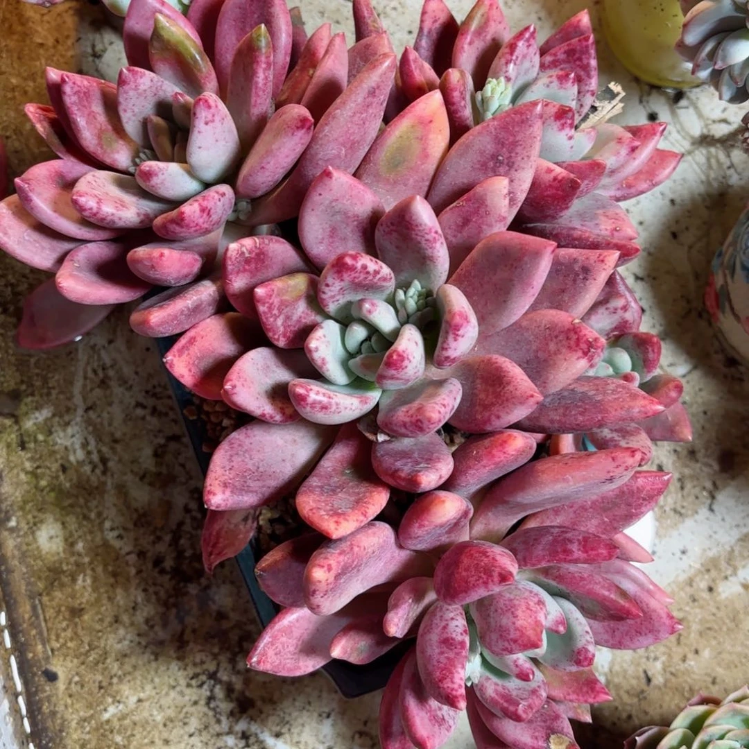 美**美桃花源73。