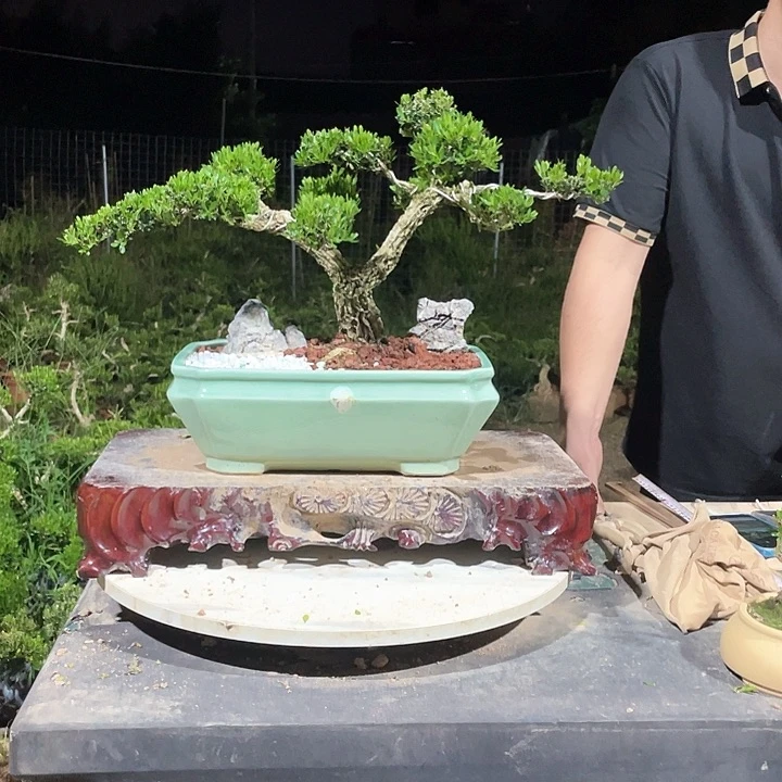 完全开放黄杨盆景