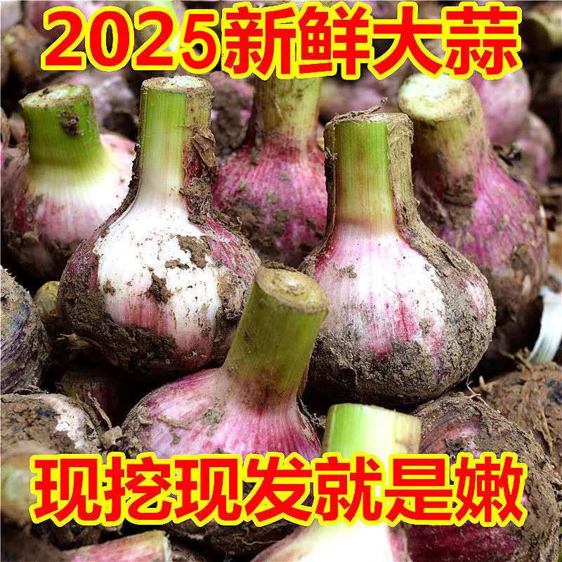2025年新鲜现挖河南嫩大蒜头现挖现发带泥发货可做泡菜腌制糖醋蒜