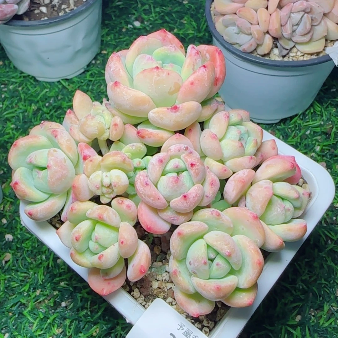 望舒，2552多肉植物