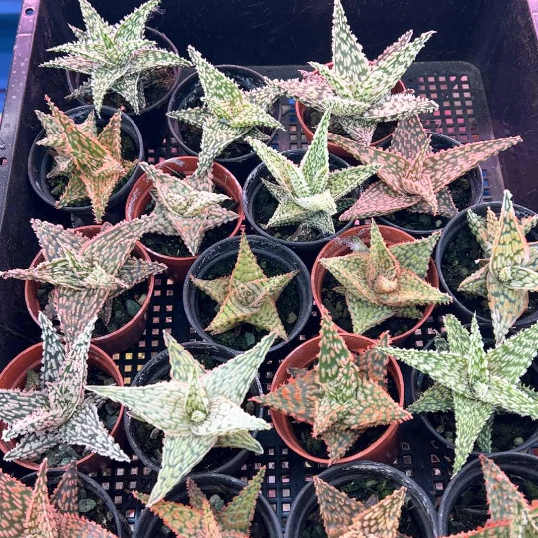 芦荟。 随机一棵。