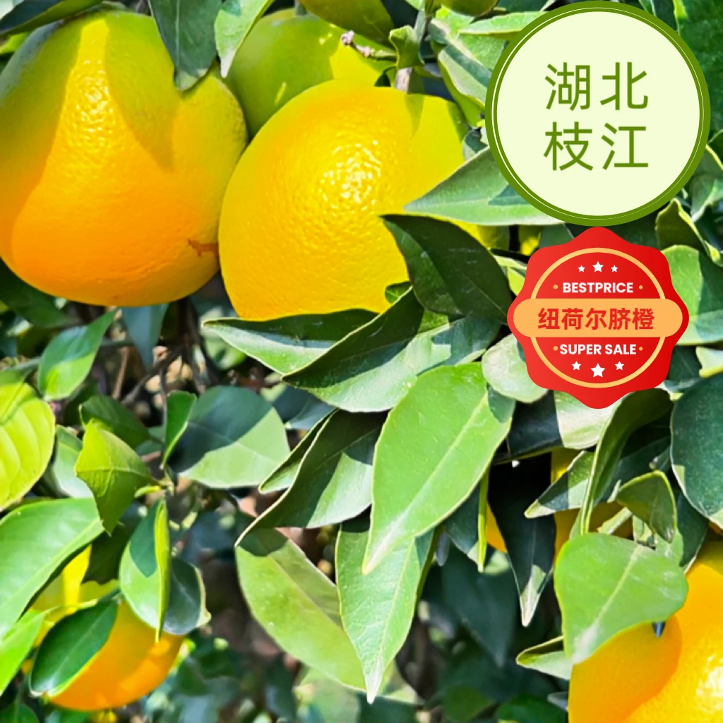 湖北枝江纽荷尔脐橙当季时令新鲜水果清甜爆汁现摘现发整箱发
