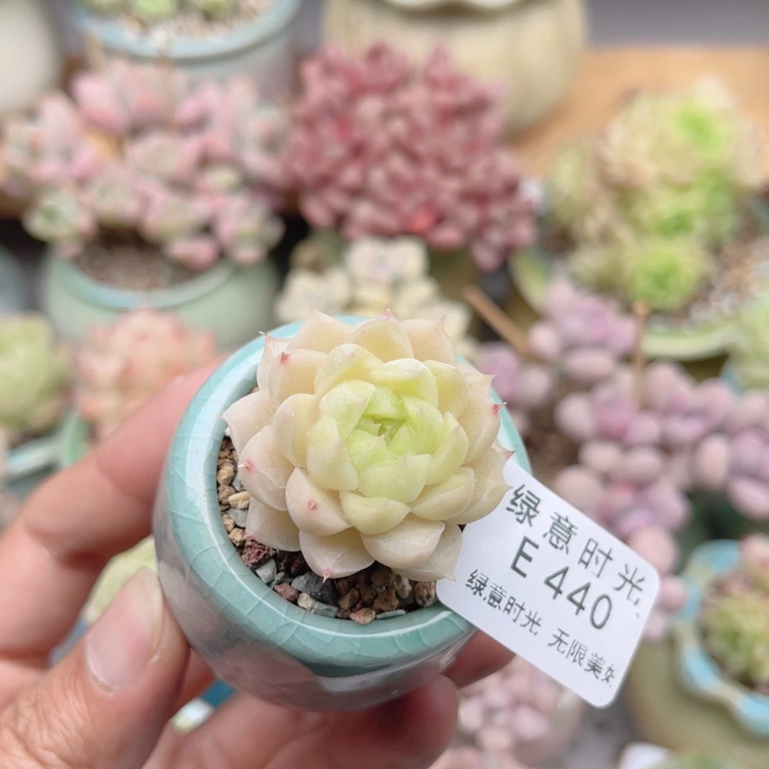 440 奶酪黄珍妮 带陶瓷盆发货 满28包邮