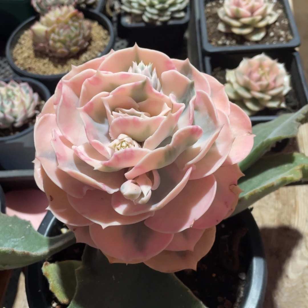 淘多肉双子座锦一个