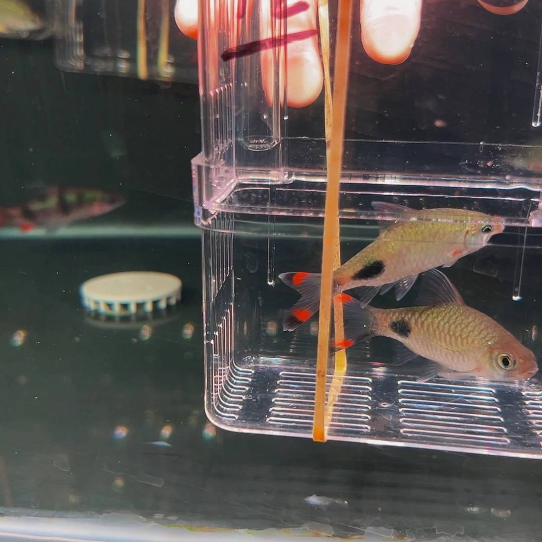 工具鱼紫红鱼鱼鱼12