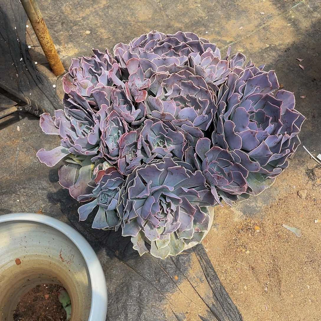 风***憾天鹅湖多肉植物群