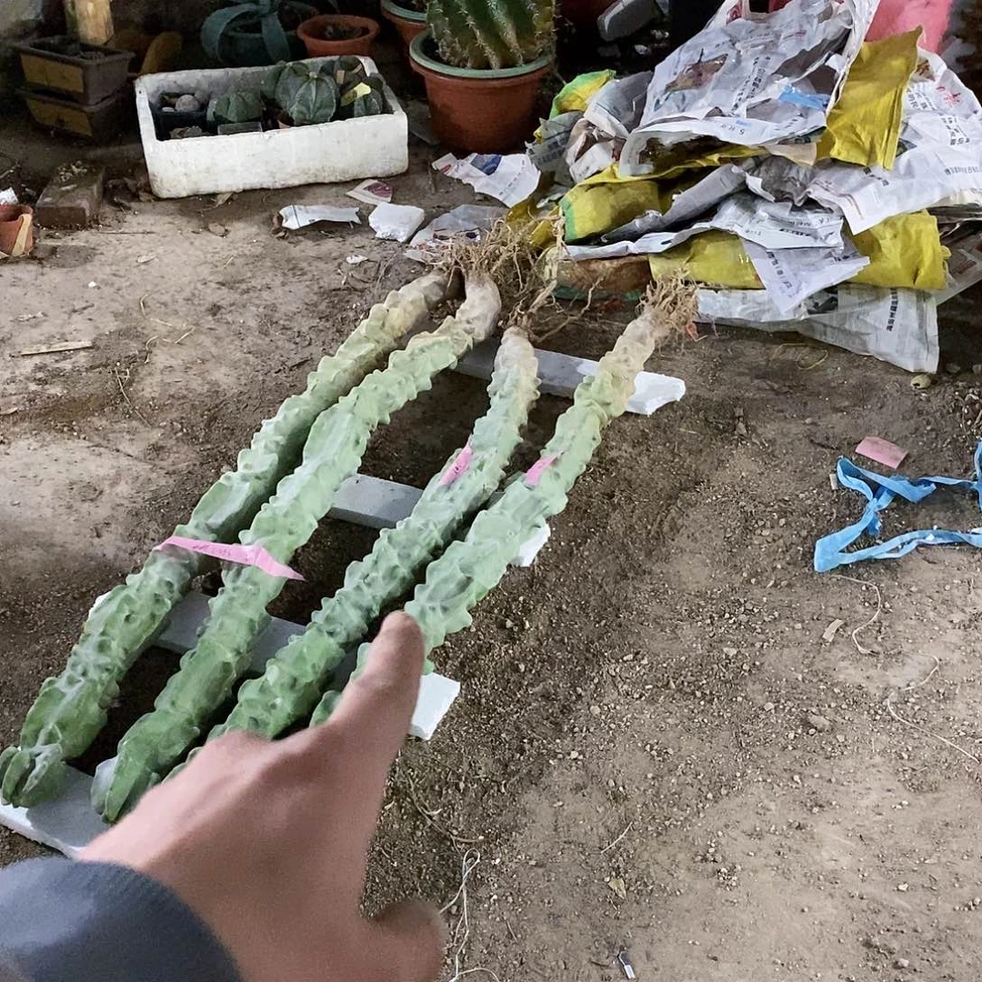 金***长16号拍品。