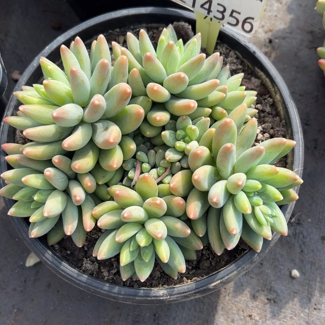 1214356 阿蒂斯托美人群生10头