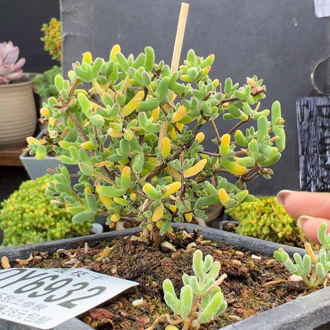 dy6932虾钳带冰霜小苗冠幅7cm