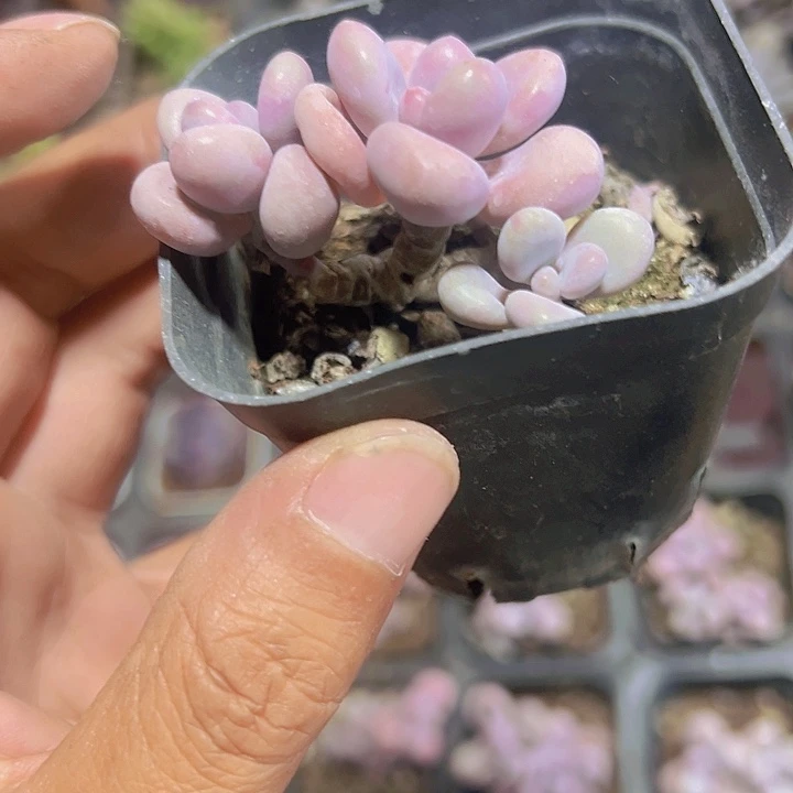 桃蛋精品多肉植物