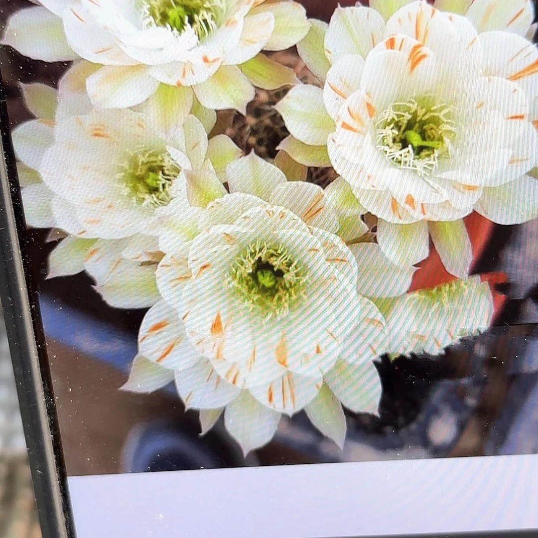 白拉斯丽花侧牙20包邮仙人球37