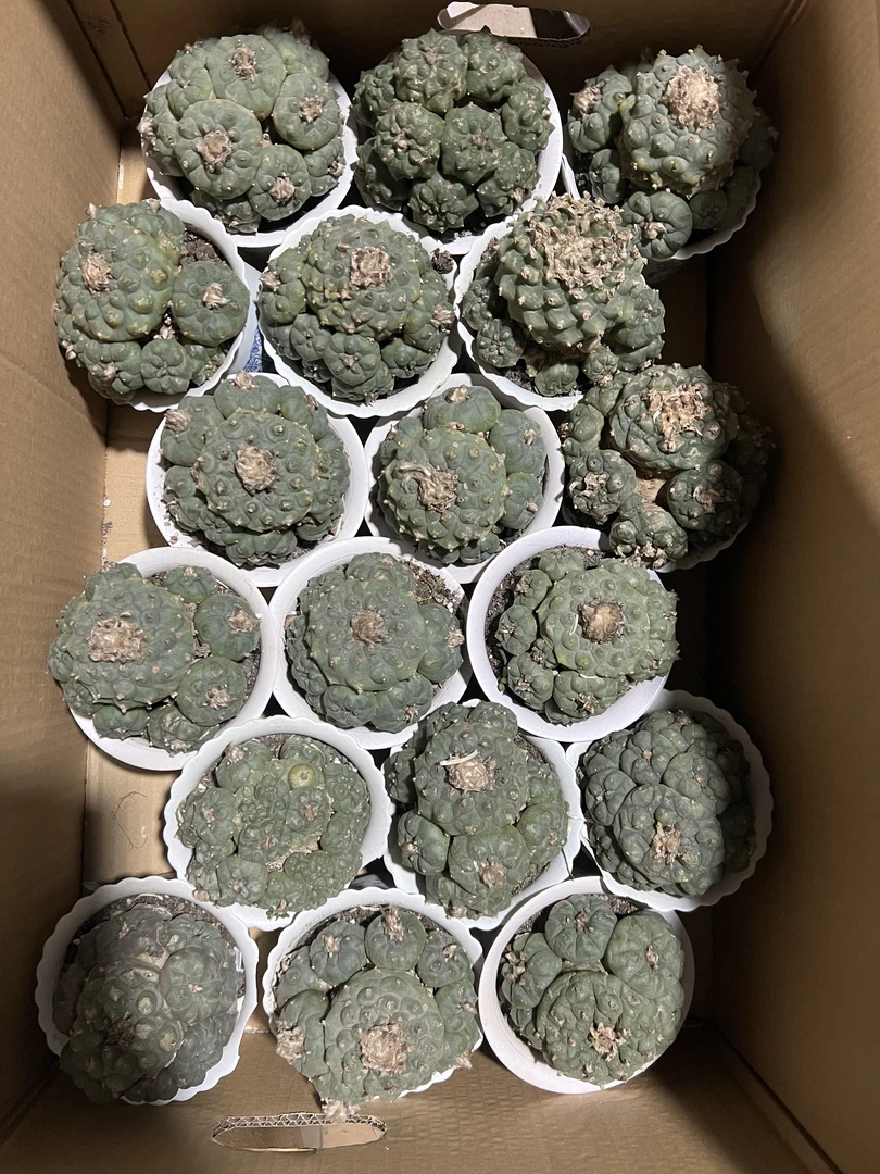 二妹园艺【 海鲜群 瑕疵干疤 】仙人球脱土随机发