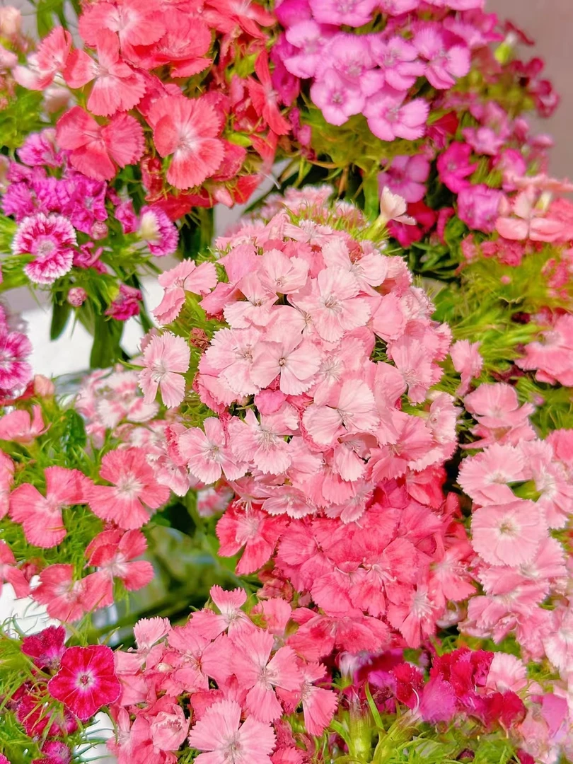 【香羿鲜花】 石竹梅    /全场任意满两单及以上包邮