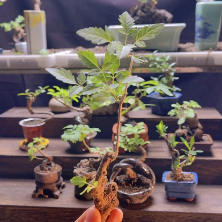 当前无花朵，栽培后可花朵