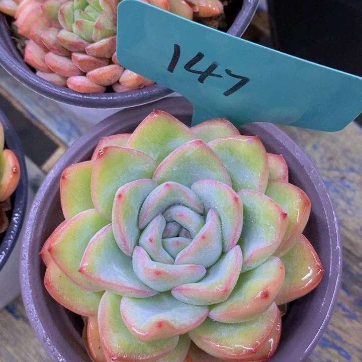 开心多肉，破1.5粉丝专场