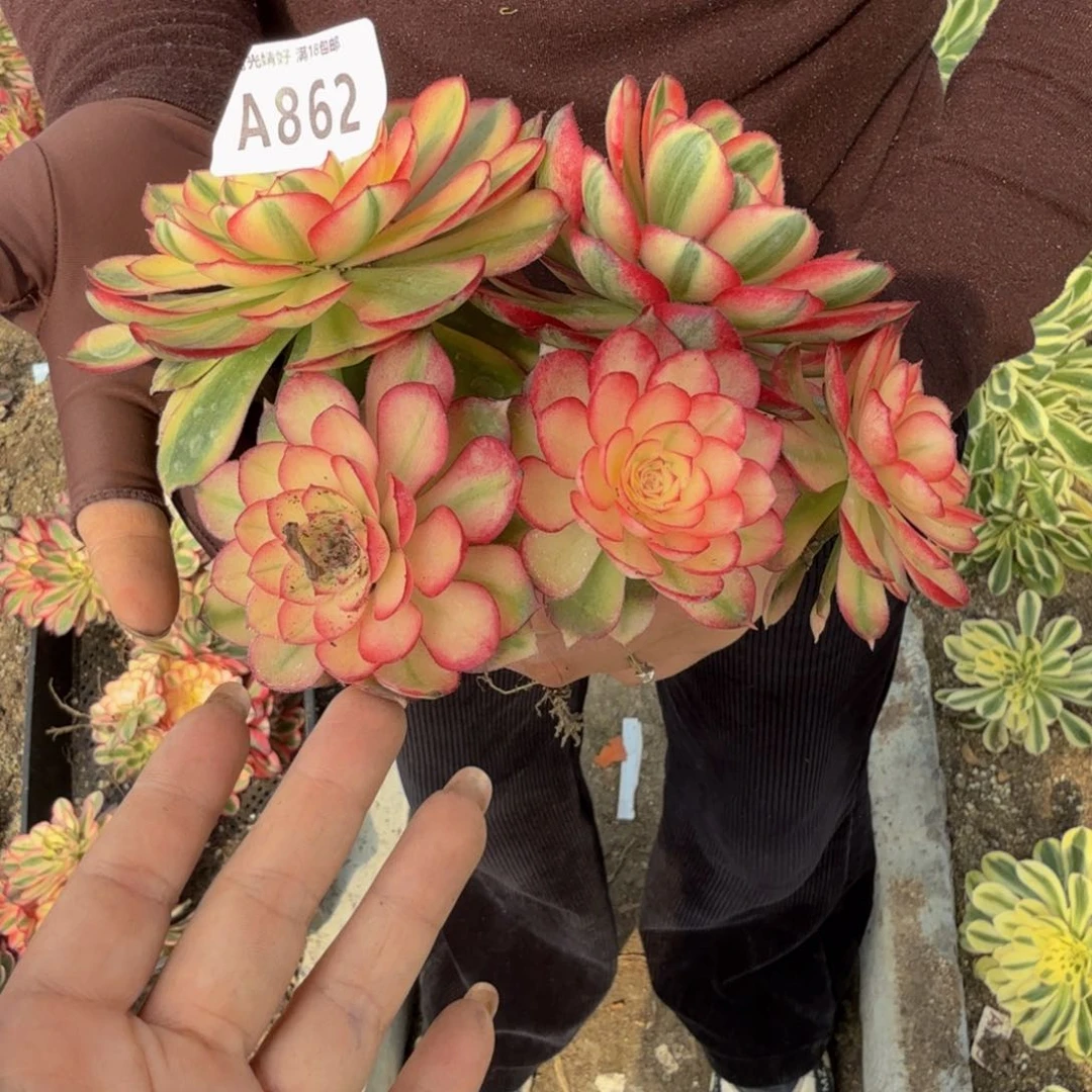 862荔枝。多肉植物