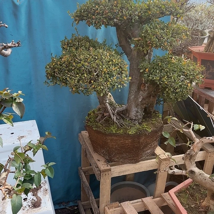 快***哥无花朵哈哈哈哈哈哈