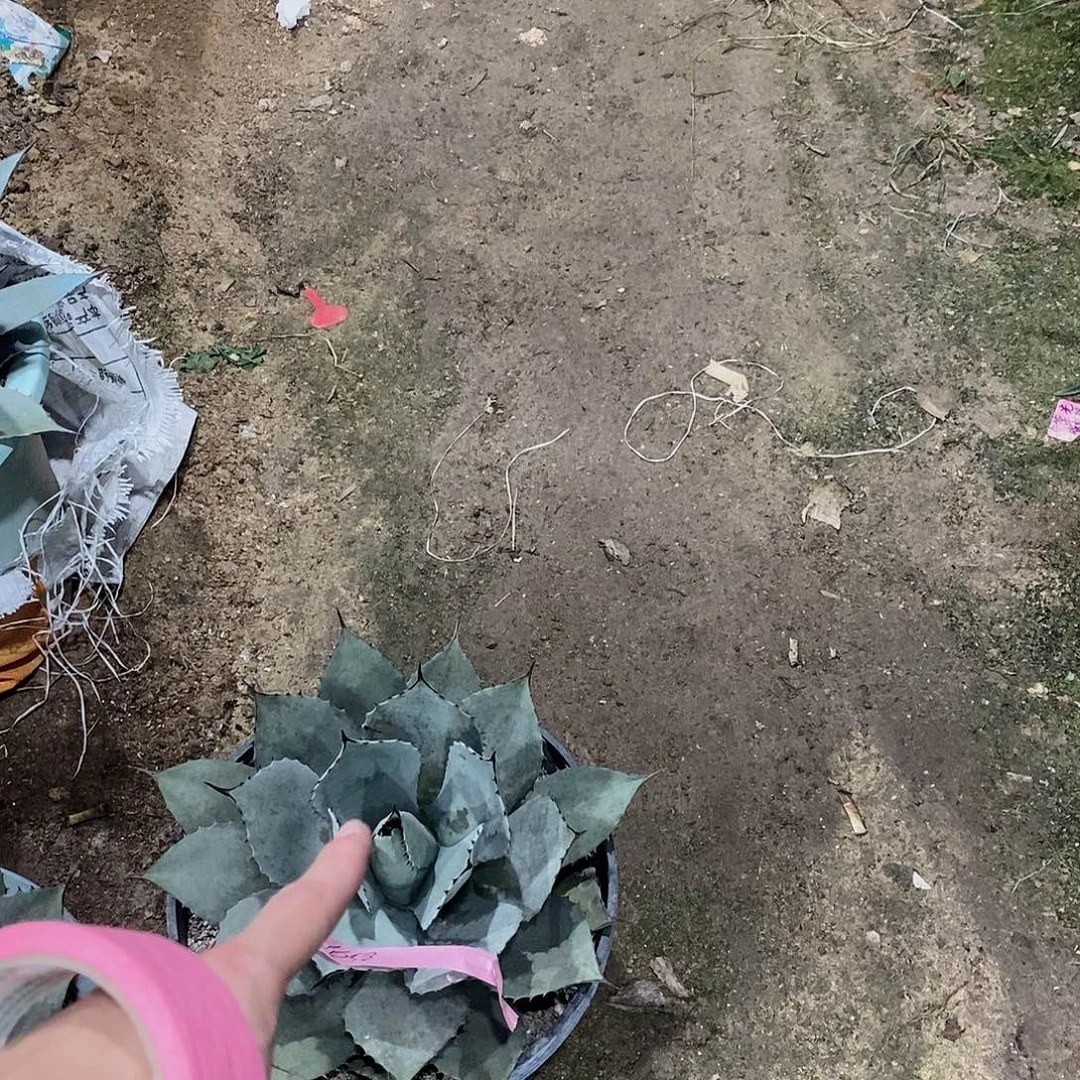 小***鸡1658高级灰一颗1111