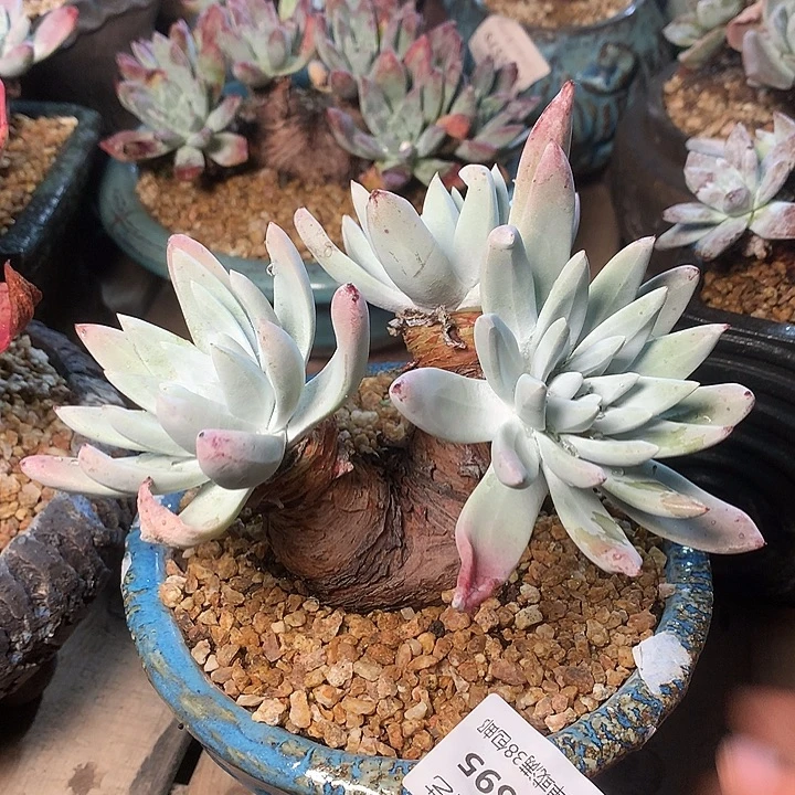 5695流丹海瑟仙女杯