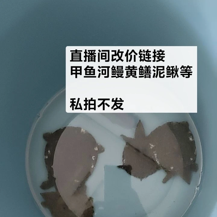 直播间改价链接 黄鳝甲鱼河鳗泥鳅  一物一拍  私拍不发