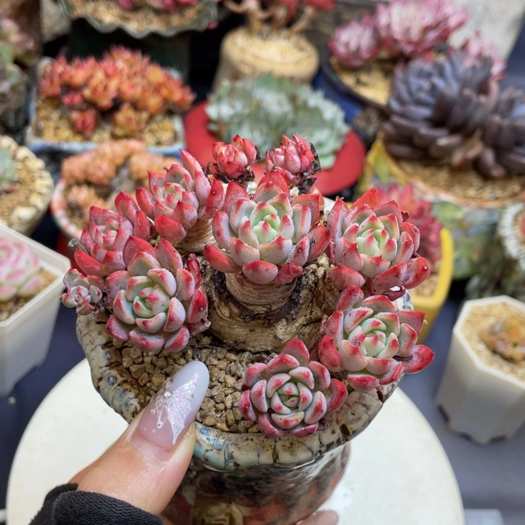 娜娜整装无砍群啊