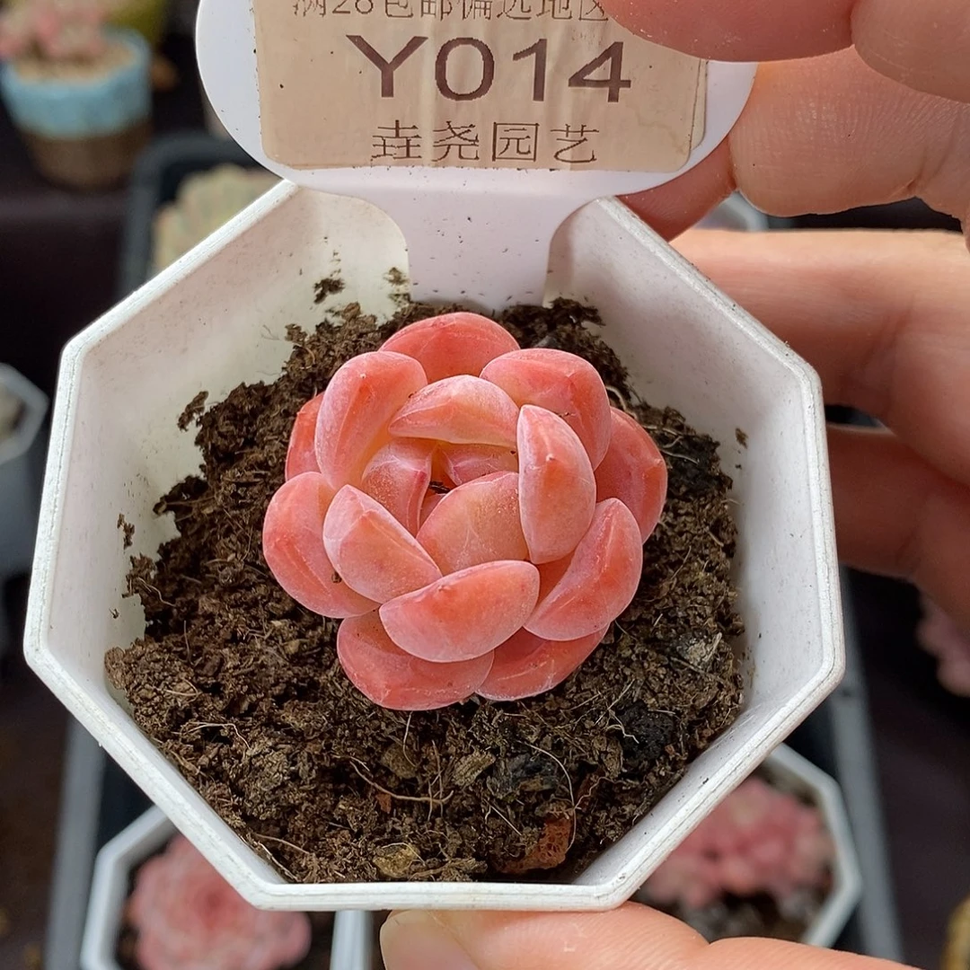 0014 草莓果酱 3.5cm