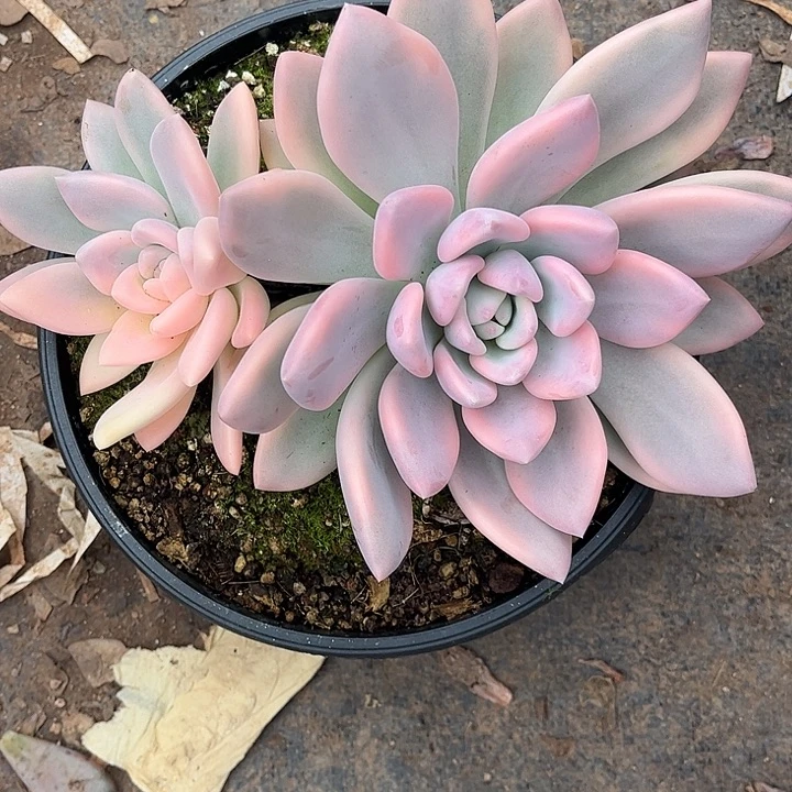 随***风奥普锦，一物一拍。