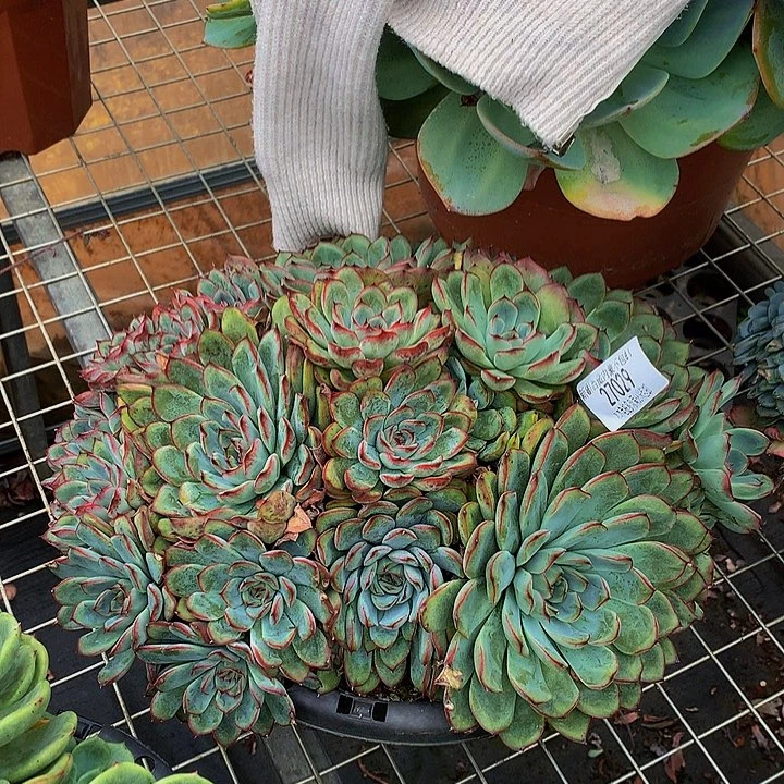 用***3    荷花多肉27029