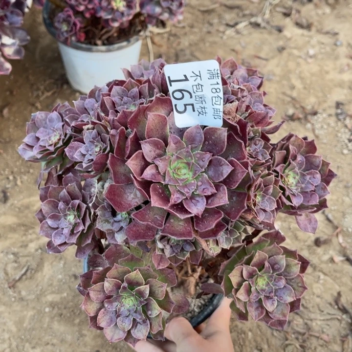 165桃花石手捧1号棚