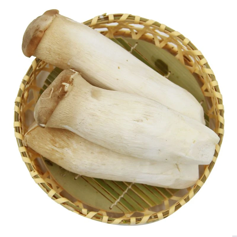 嫩嘟嘟小杏菇 200g