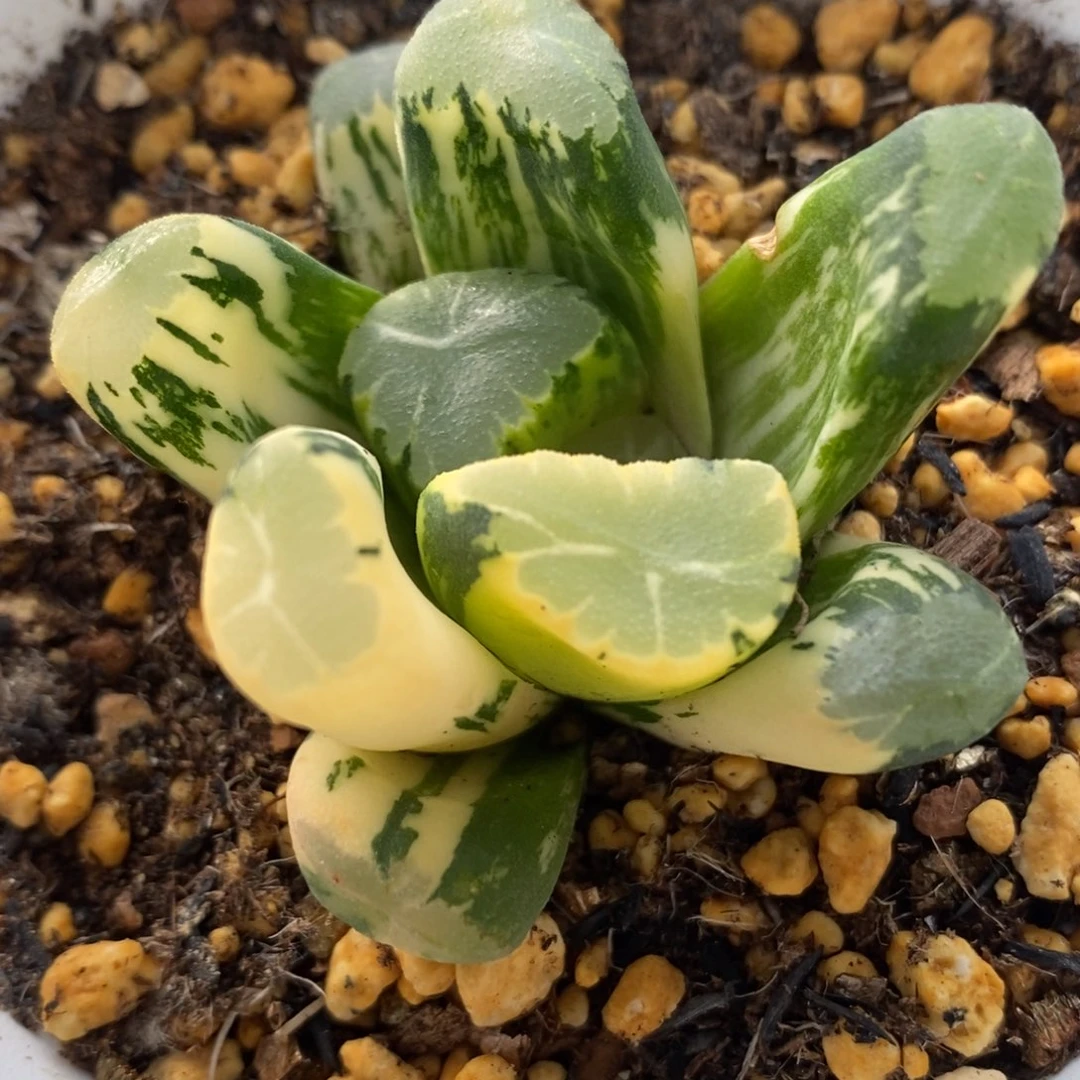 117霸王万象锦一物一拍