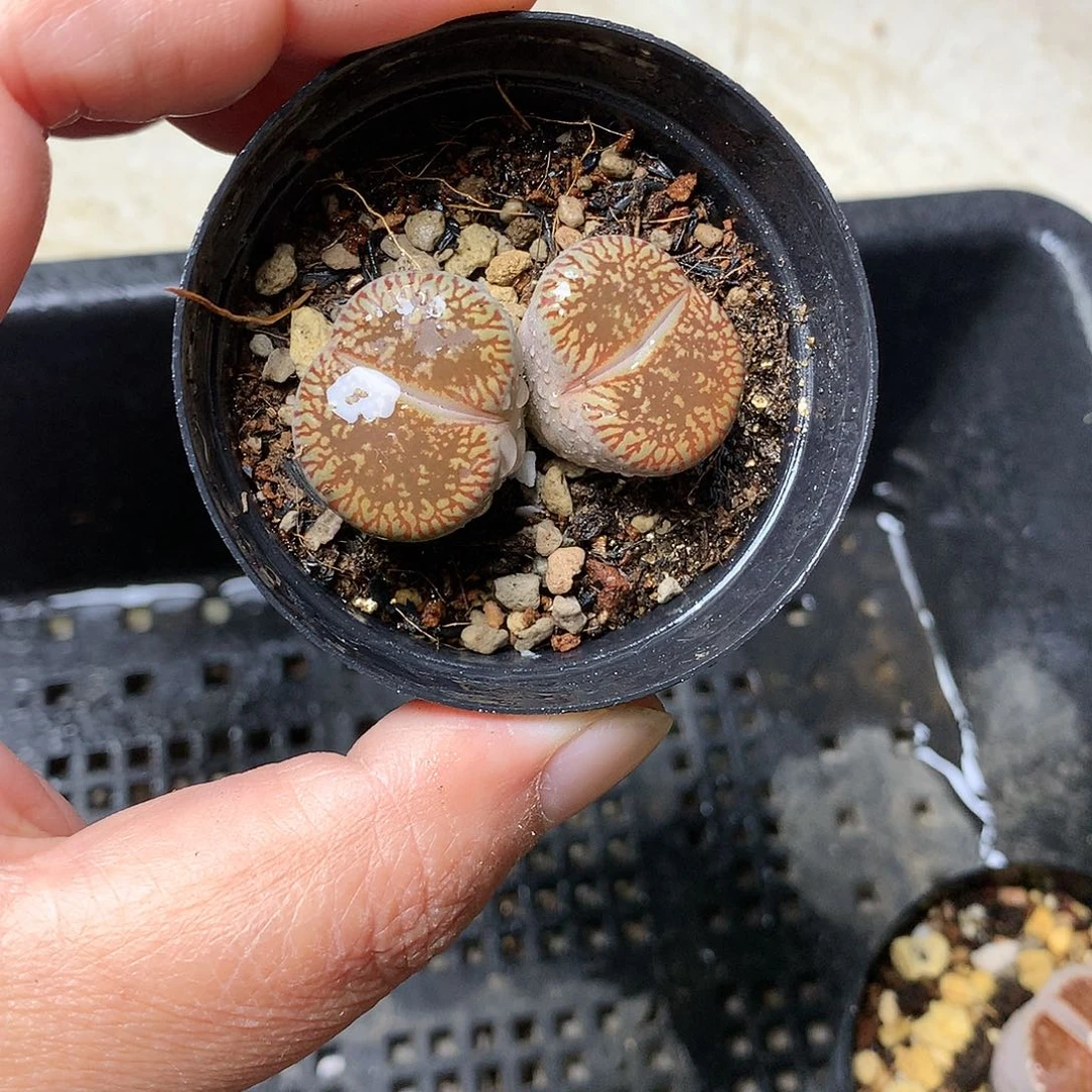 A286多肉植物保护