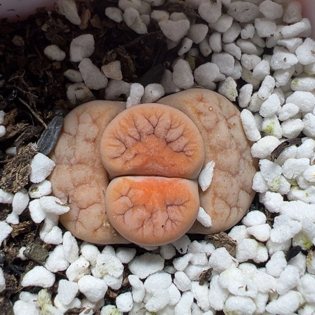 【闪购商品】1041……