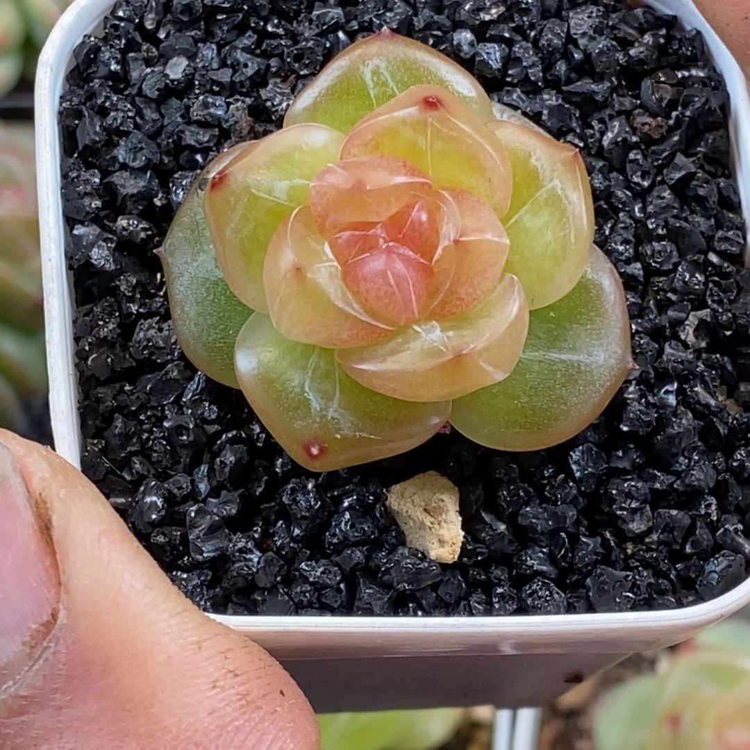 天官赐福百无禁忌