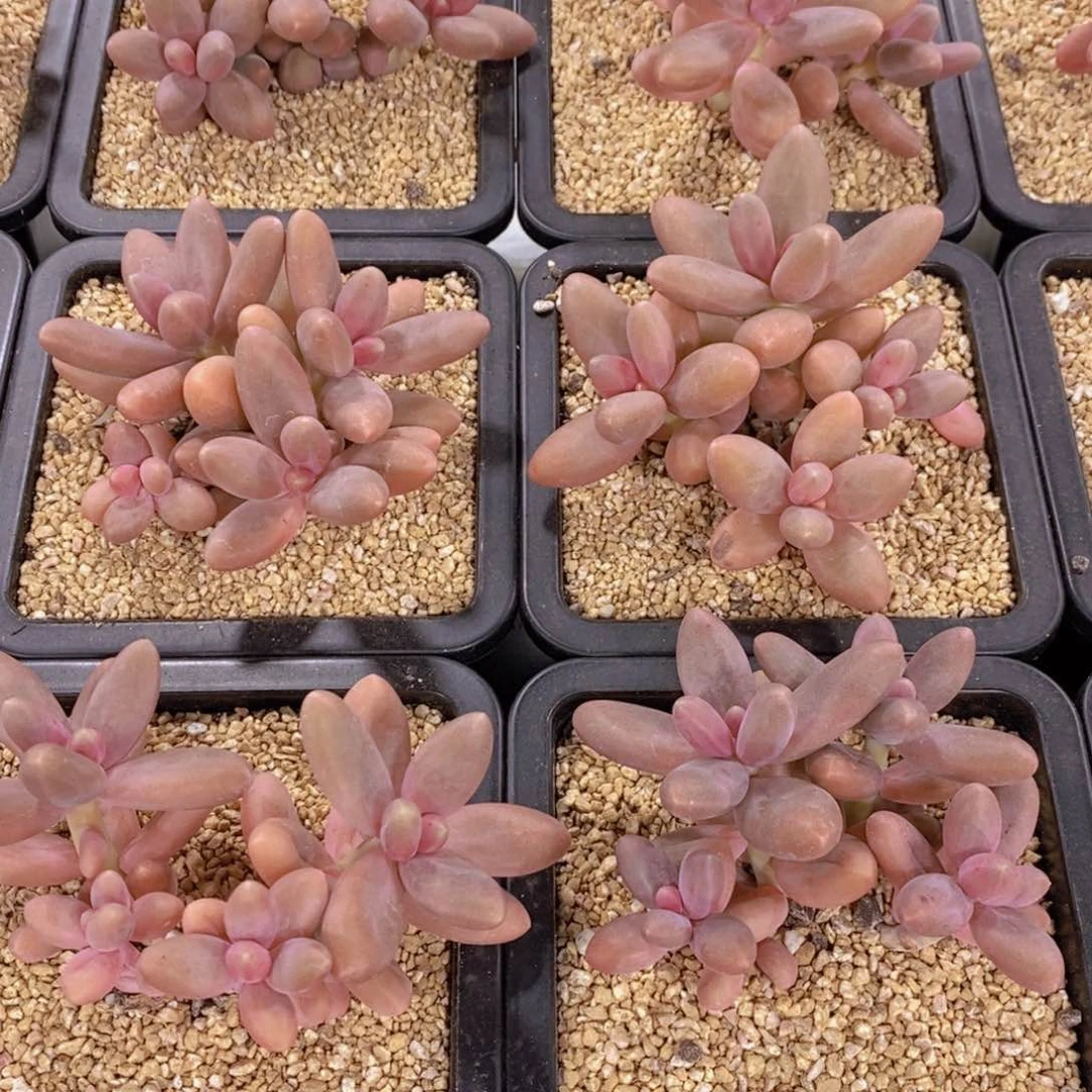 量拍18号 精品母本老桩糖果美人群一个