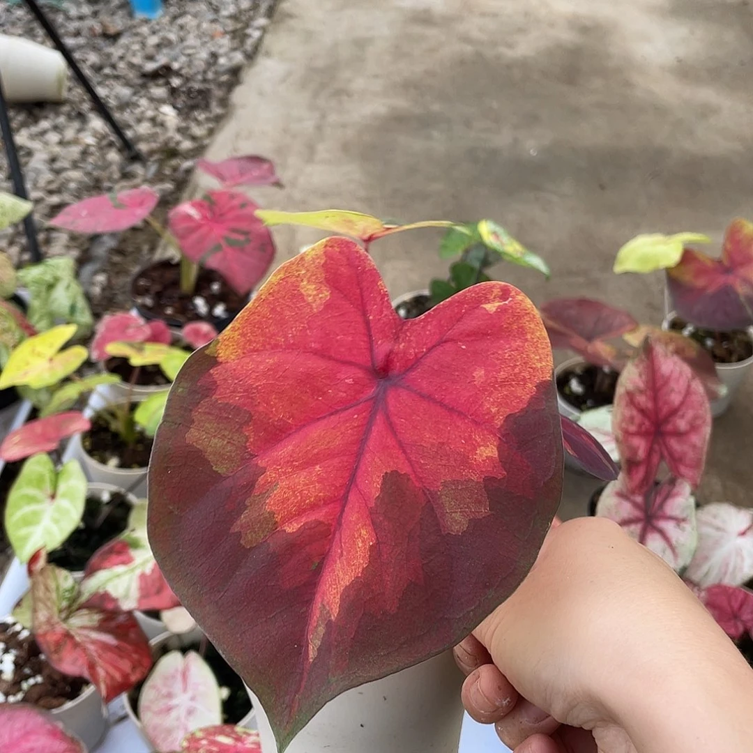 无花朵落日养定发货