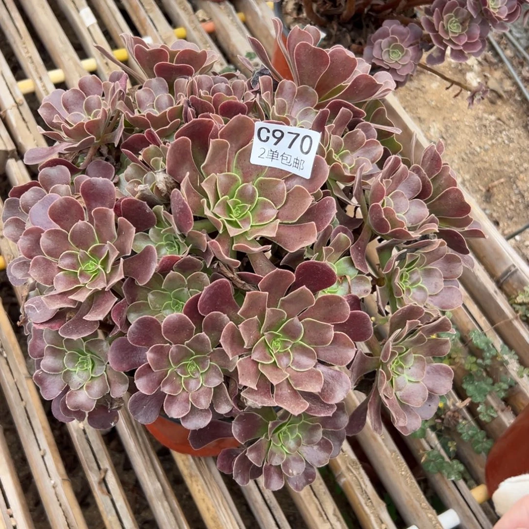 970多肉  欧紫不包断头
