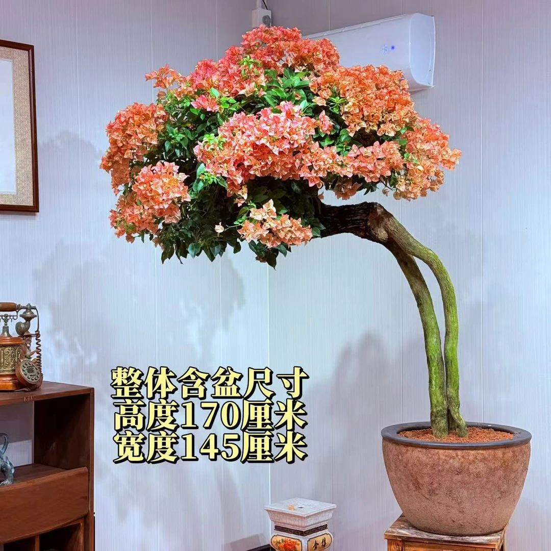 【楠山园艺】精品卡亚塔老桩三角梅盆景