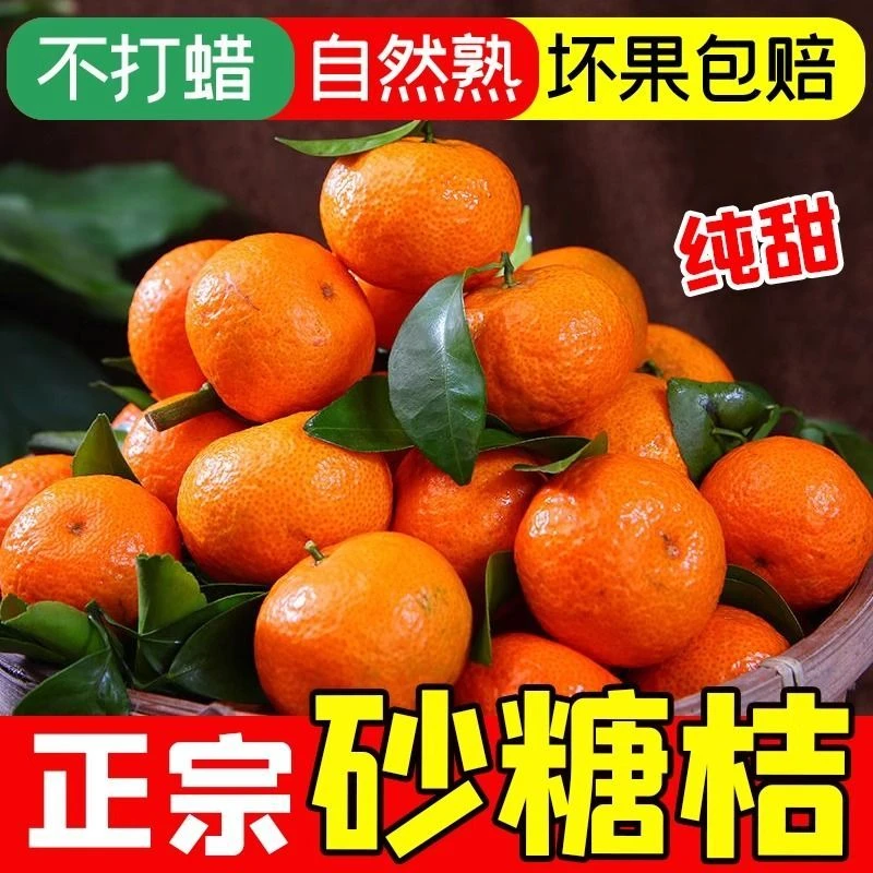正宗广西金秋砂糖橘纯甜当季新鲜水果整箱无籽小沙糖桔子现摘甜蜜