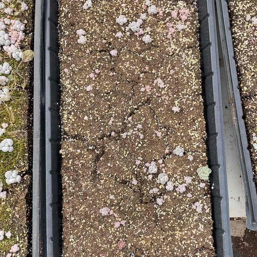 巧**味云糖心多肉植物425