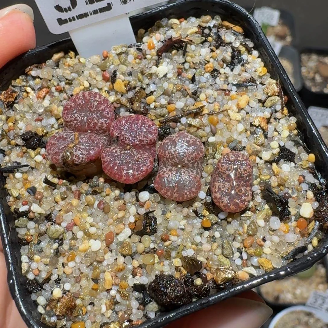 老板娘正在直播3246
