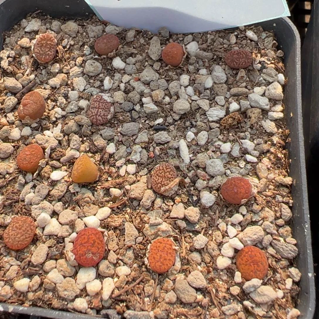 27-92肉锥多肉植物，