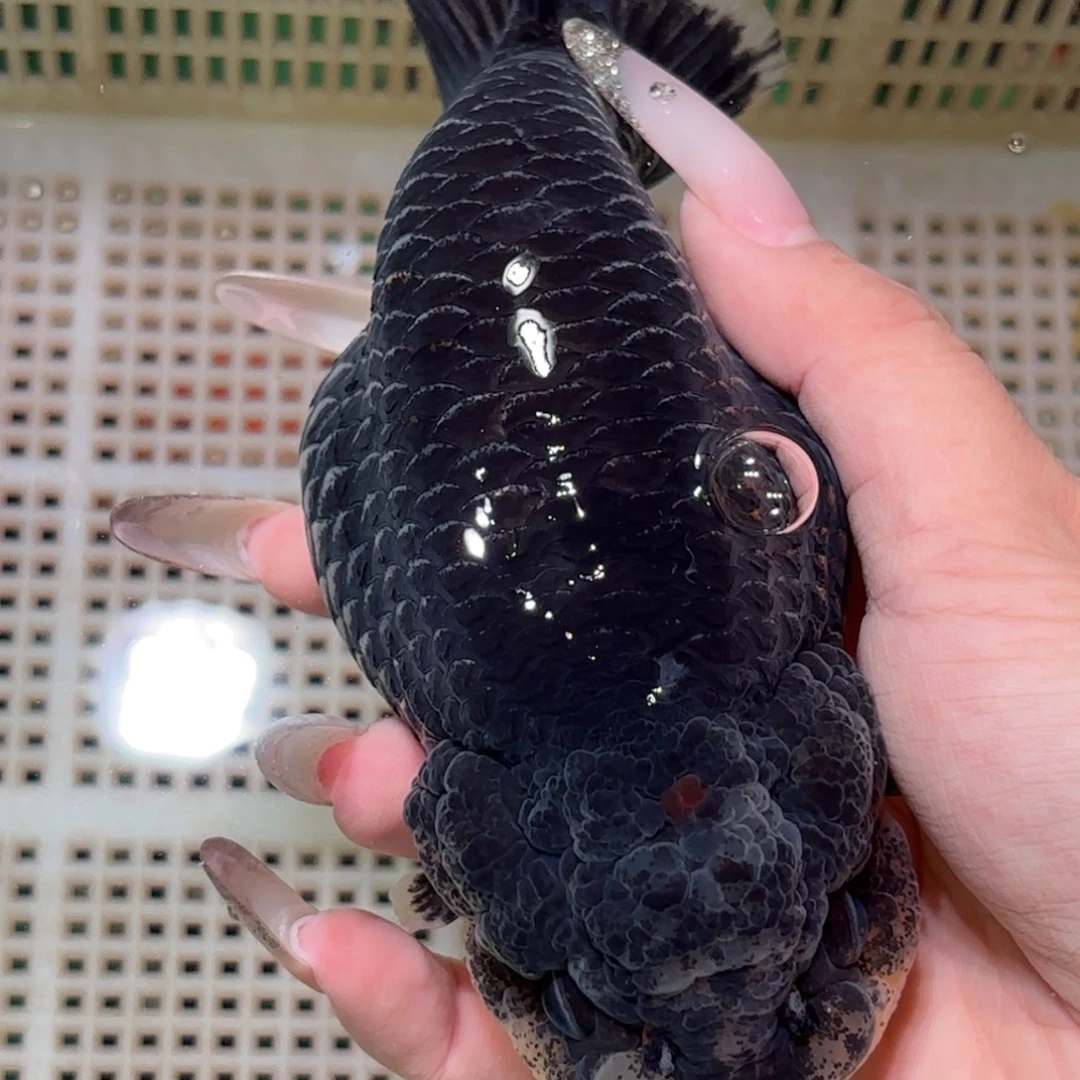 圆***金鱼拍包装包邮，不拍包装运费到付