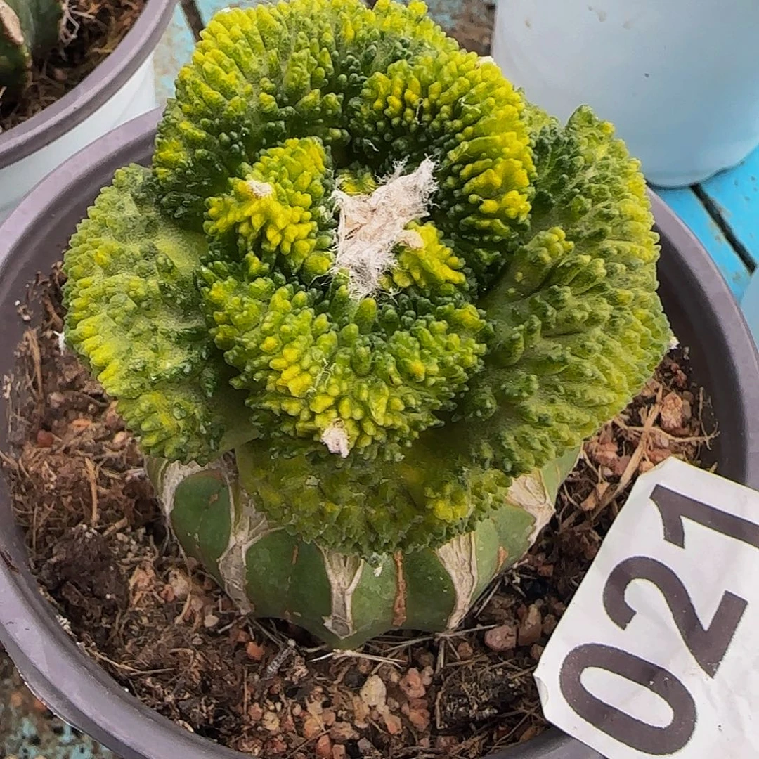 畅***1哥怒锦021仙人球开花了