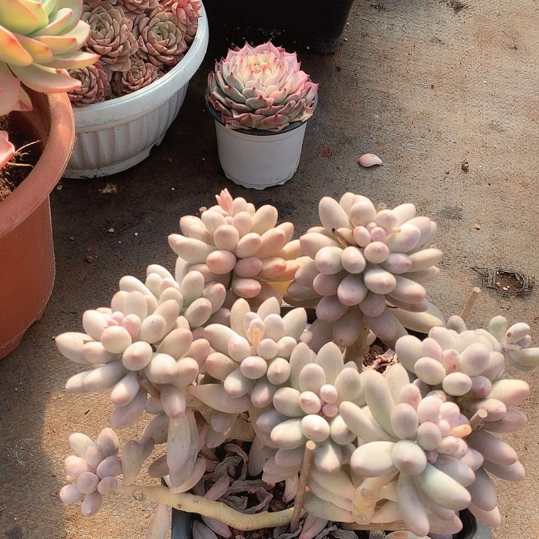 631汤圆 一物一拍多肉