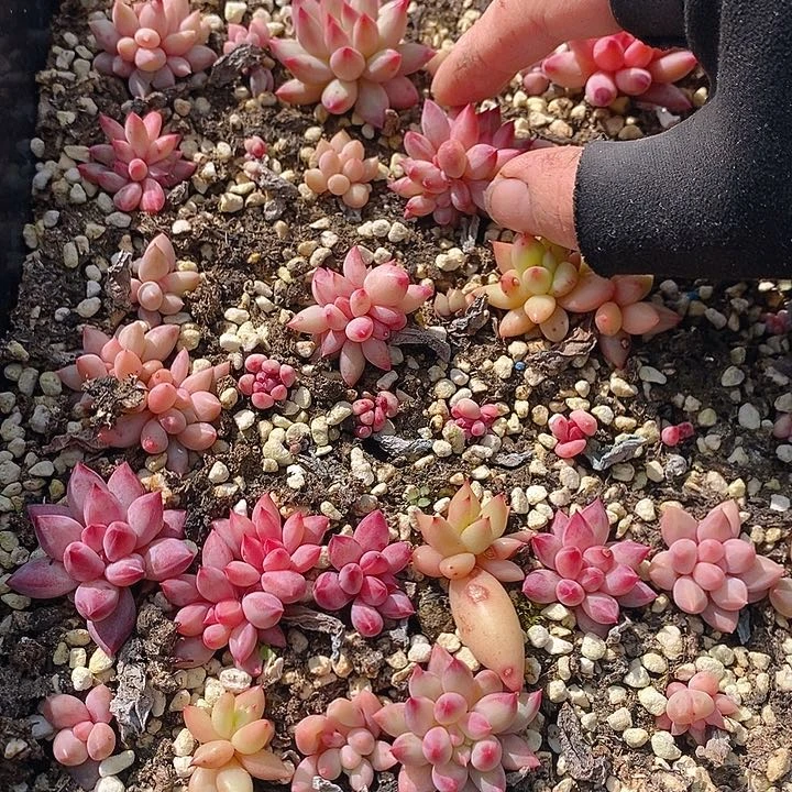 243 多肉植物盆栽花卉植物