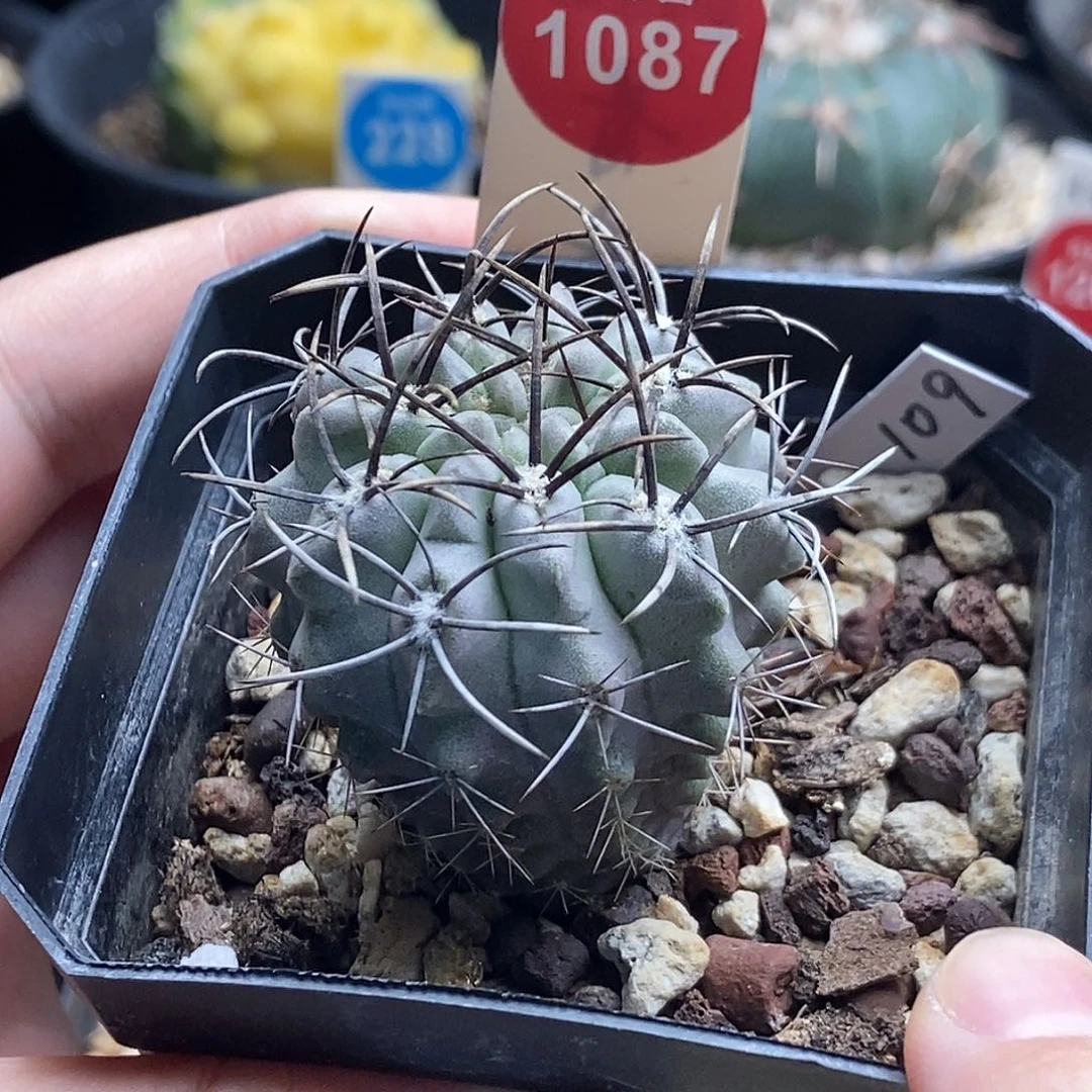 实生狂刺白肌素妆玉3.7cm