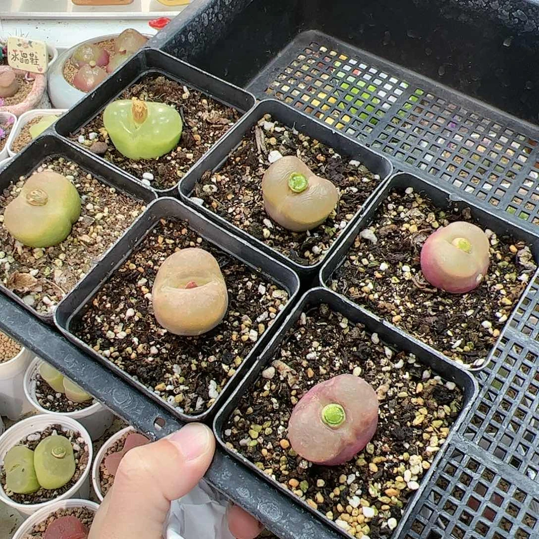 【闪购商品】阿*306 蟠桃