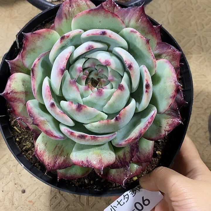 落****小七夕多肉惊鸿06